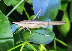 Euconocephalus varius