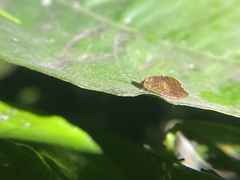 Drepanacra binocula