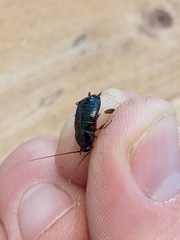 Parcoblatta pennsylvanica