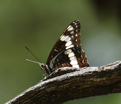Limenitis weidemeyerii