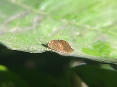 Drepanacra binocula