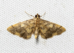 Spilomelinae