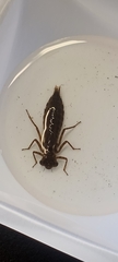 Boyeria vinosa