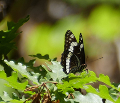 Limenitis weidemeyerii