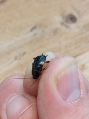 Parcoblatta pennsylvanica