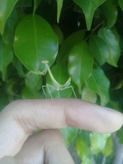 Parastagmatoptera unipunctata