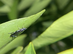 Exaireta spinigera