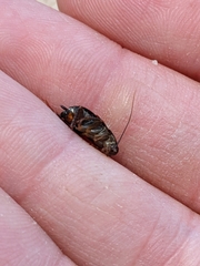 Parcoblatta pennsylvanica