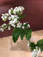 Fagopyrum esculentum