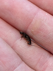 Parcoblatta pennsylvanica