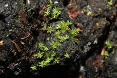 Calymperastrum latifolium