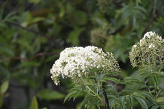 Sambucus nigra