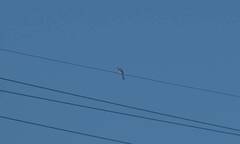 Dendrocitta formosae formosae