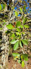 Crataegus viridis