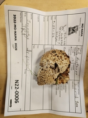 Wickerhamomyces alni