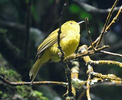 Iole indica