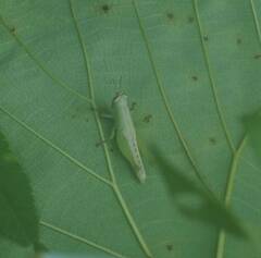 Pseudoxya diminuta