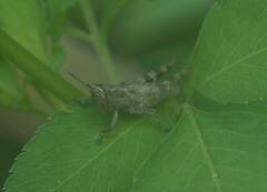 Pseudoxya diminuta