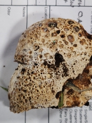 Wickerhamomyces alni