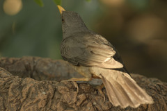 Turdus smithi