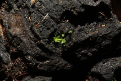 Calymperastrum latifolium