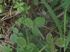 Desmodium scorpiurus