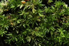 Calymperastrum latifolium