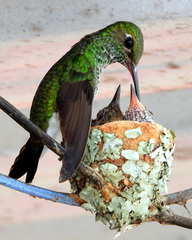 Glittering-Throated Emerald photo 5