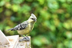 Machlolophus aplonotus