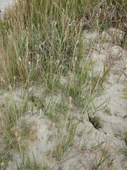 Alopecurus magellanicus