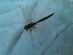 Somatochlora arctica