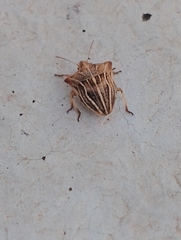 Ancyrosoma leucogrammes