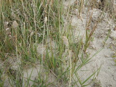 Alopecurus magellanicus