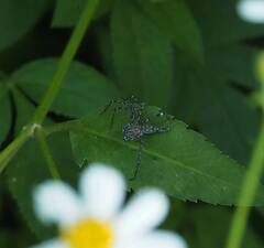 Hamadruas hieroglyphica