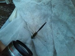 Somatochlora arctica