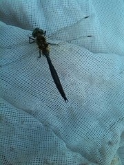 Somatochlora arctica