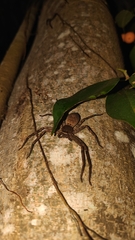 Heteropoda venatoria