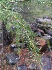 Larix decidua