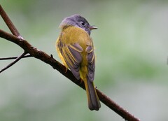 Culicicapa ceylonensis