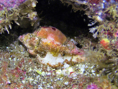 Maxwellia santarosana