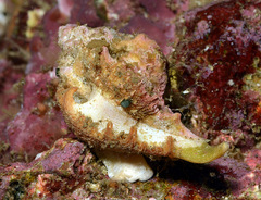 Maxwellia santarosana