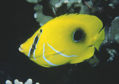 Chaetodon bennetti