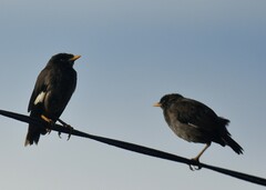 Acridotheres fuscus