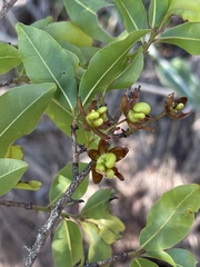 Ochna maguirei