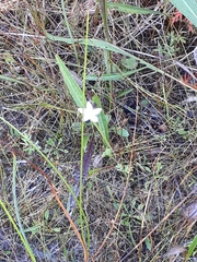 Parnassia glauca