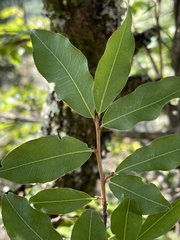 Ochna maguirei