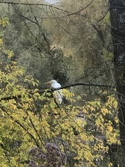 Ardea alba
