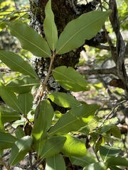 Ochna maguirei
