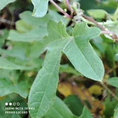 Passiflora bryonioides