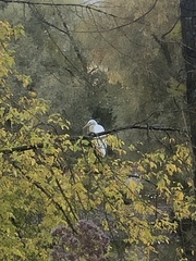 Ardea alba